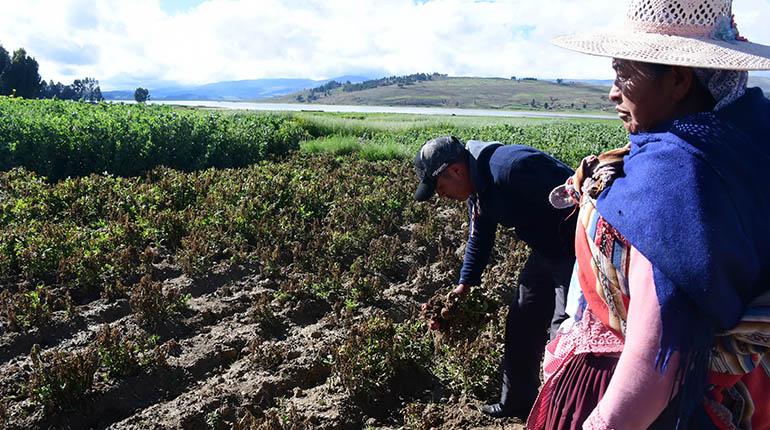 Desastre: la sequía y heladas dañan el 98% de cultivos de papa en el cono sur