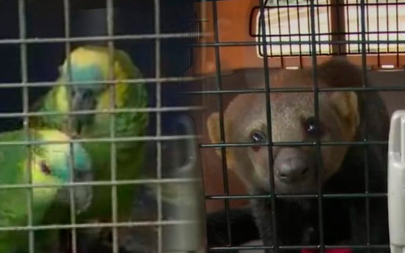 Gobernación deriva 16 animales silvestres rescatados a centros de custodia en el Trópico