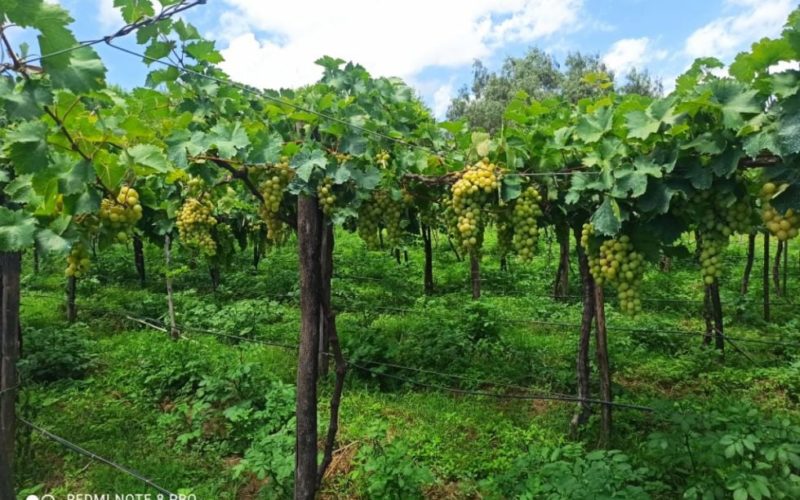 Tarija produce el 85% de la uva del país con 59,2 millones de kilos al año