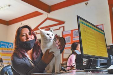 Empieza el registro de los gatos y perros en La Paz
