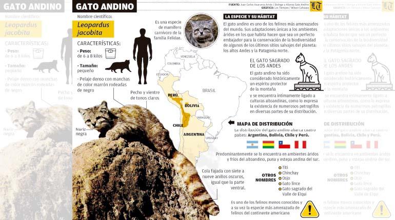 Gato andino: Tras las huellas del “felino guardián” en el Parque Tunari