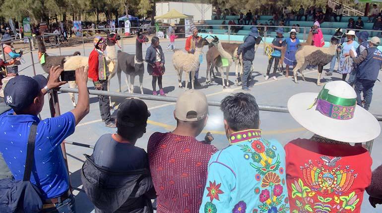 Cochabamba busca fortalecer la crianza de los camélidos