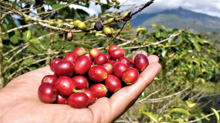 Ruta del café: la producción del grano y el ecoturismo crecen en Cochabamba