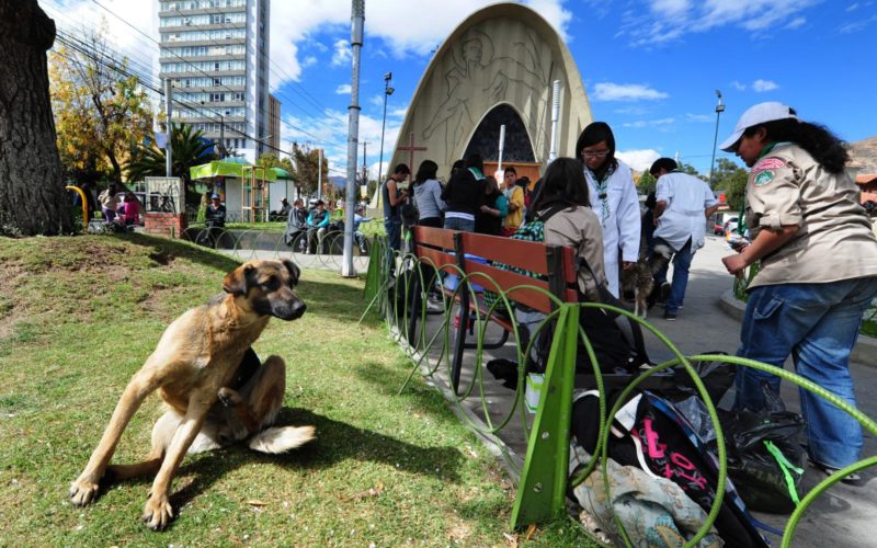 ¿Ley para obligar a recoger los excrementos de mascotas? Arias anuncia una norma en La Paz