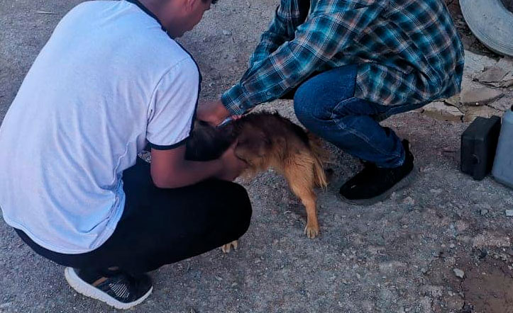 Emergencia sanitaria en Sucre: autoridades declaran alerta roja por rabia canina