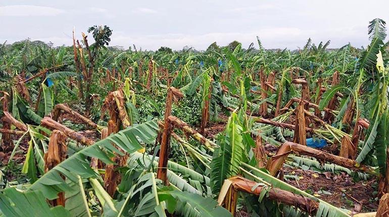 Zona bananera en Chapare perdió el 90% de producción