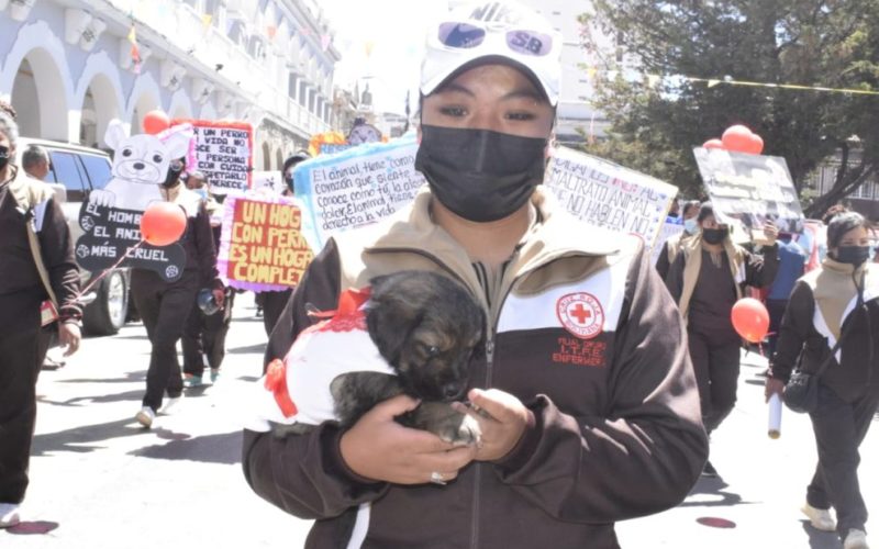 Oruro, ejemplo de prevención: sin rabia canina, ni humana en años