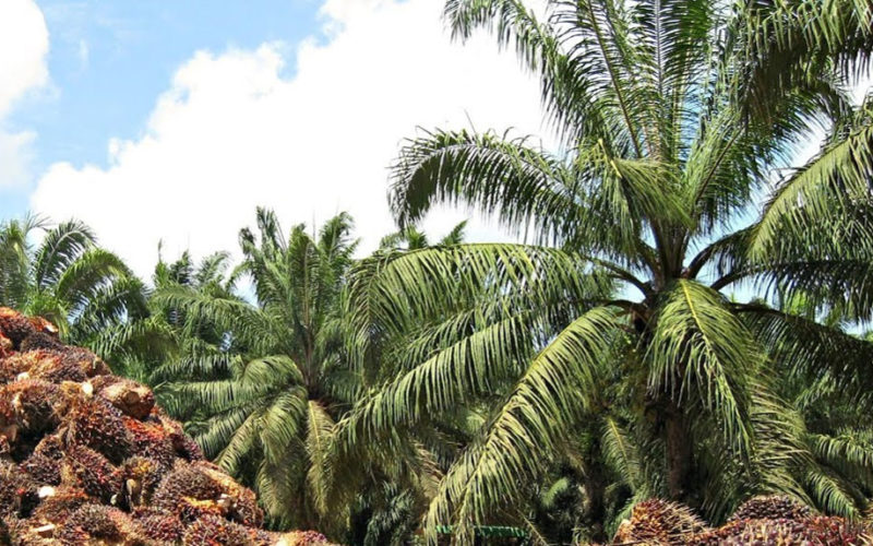 Exhortan a cancelar producción de palma africana en el norte paceño