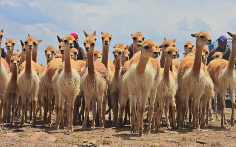 Comunidades protectoras de la vicuña silvestre obtienen 3,2 millones de bolivianos por la venta de fibra