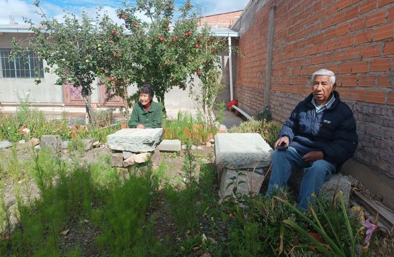 Un regalo para Oruro: hermanos Mendieta sorprenden con exitoso cultivo de choclo en su patio