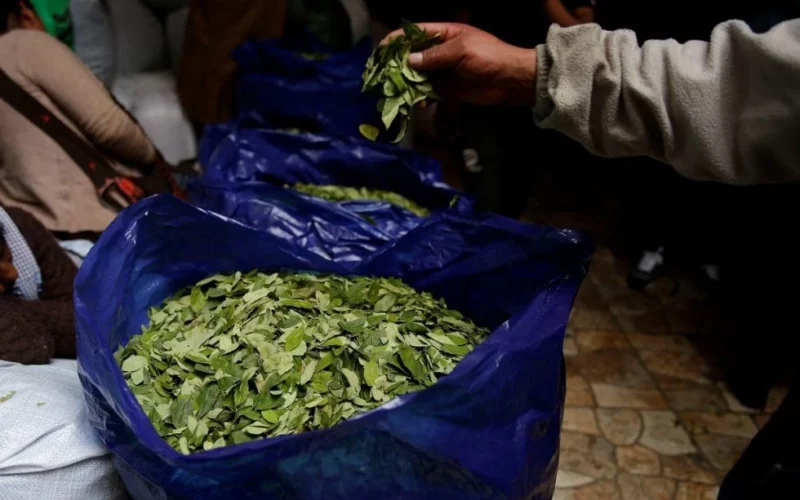 El 70% de la coca que llega a Tarija se vende en fronteras