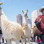 Bolivia lanzará el martes el Año Internacional de los Camélidos 2024