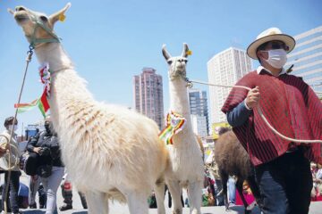 Bolivia lanzará el martes el Año Internacional de los Camélidos 2024