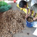 Zafreros denuncian ataque de avasalladores con armas y machetes en Pando