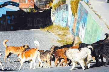 Con una norma, la Alcaldía de La Paz busca limitar la cantidad de mascotas en el hogar