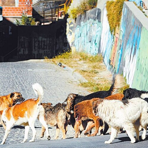 Con una norma, la Alcaldía de La Paz busca limitar la cantidad de mascotas en el hogar