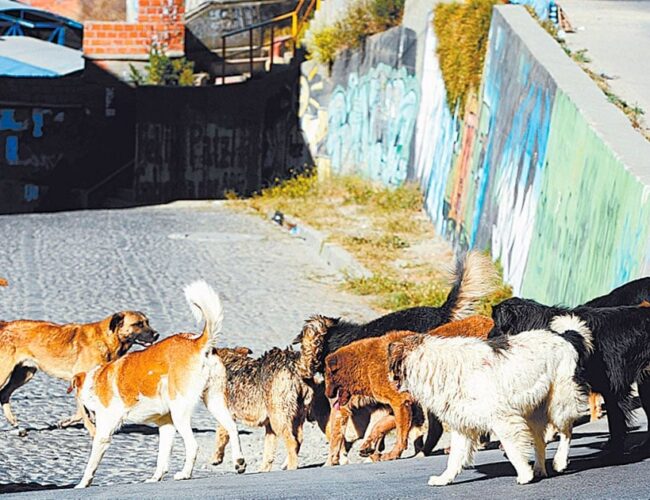 Con una norma, la Alcaldía de La Paz busca limitar la cantidad de mascotas en el hogar