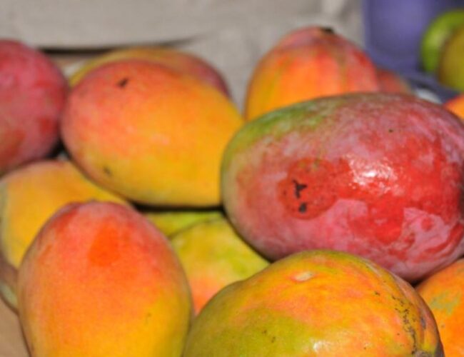 El mango boliviano entra en el mercado argentino y pone en jaque a la producción en Jujuy